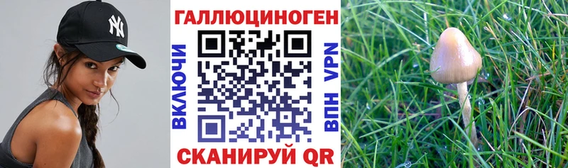 Галлюциногенные грибы Psilocybe  Светлый 